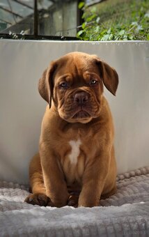 Štěňata bordeauxské dogy s PP - 2