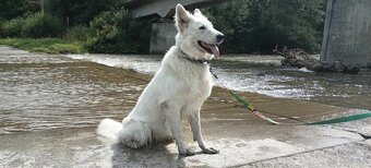 Biały Owczarek Szwajcarski hodowla Rivulus FCI - 2