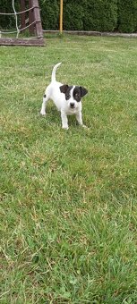 Jack Russell terrier - 2