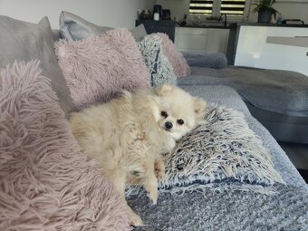 Pomeranian szpic miniaturowy Rivulus FCI piękne misie - 2