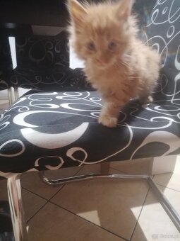 Maine coon - 2