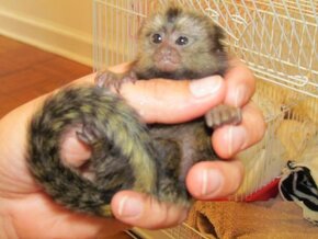 Niesamowite małpy marmozety - 2