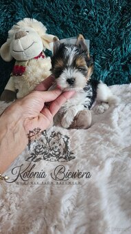 Yorkshire Terrier Biewer (TRICOLOR) piesek PASZPORT - 2