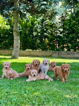 Goldendoodle mini Pudel & Golden retriever F1 Śliczna sunia - 2