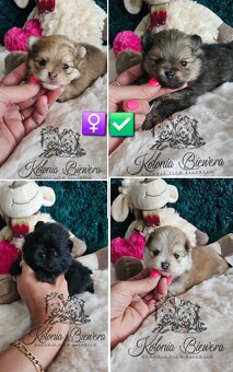 Szpic Miniaturowy/pomeranian PASZPORT - 2
