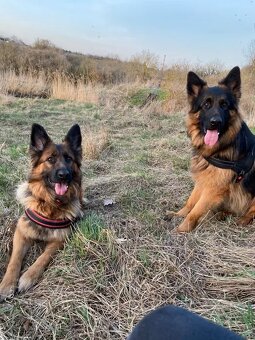 SZCZENIAK Owczarek niemiecki - 2