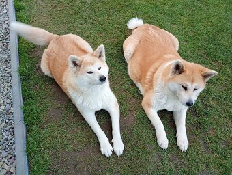 Akira Inu chłopiec - 2