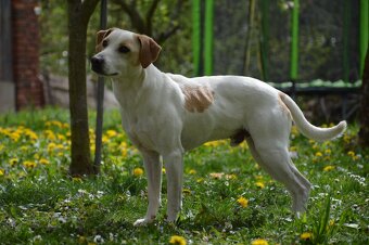 Duński szwedzki pies hodowlany - 2