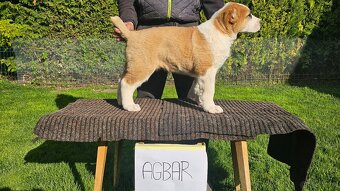 Owczarek środkowoazjatycki – szczenięta z rodowodem - 2