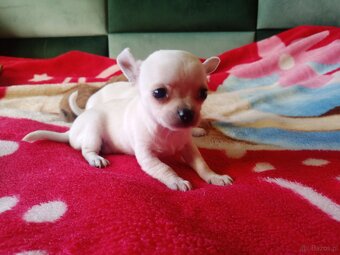 Chihuahua szczenięta - 2