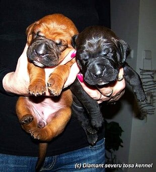 Tosa inu - przyjmujemy rezerwacje na szczenięta wiosna/lato - 2