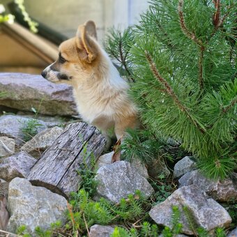 Welsh Corgi Pembroke s pp - 2