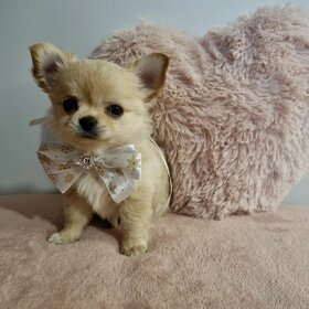 Śliczny chłopiec rodowodowy Chihuahua długowłosy. - 2