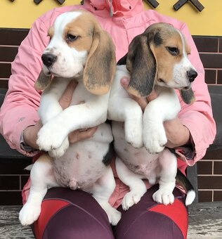 Beagle / Bigle - szczenięta rodowód ZKwP / FCI po Champion. - 2