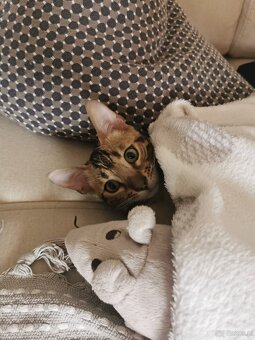 Rodowodowa kotka Bengalska - 2