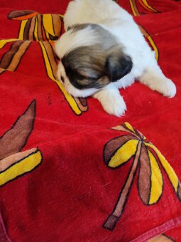 Suczki  mieszanka ( shih tzu - pekińczyk) - 2