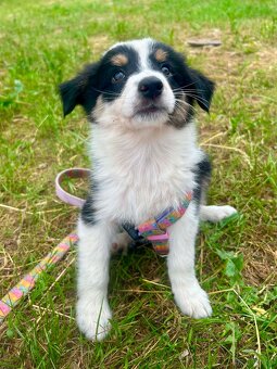 Border collie - 2