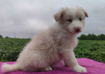 Border Collie - Rasowy pies maści ee-red, komplet dok. - 2