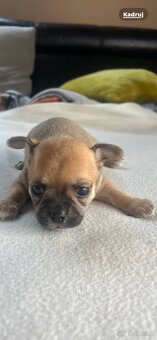 Chihuahua - 2