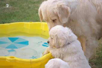 Sprzedam suczka golden retriever ZkwP/FCI - 2