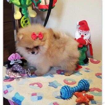 Szpic miniaturowy pomeranian ZKwP/FCI - 2