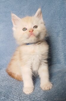 Maine Coon kocurek rodowód fpl - 2