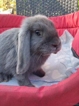 Białe baranki mini lop - 2