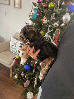 Yorkshire pieski szukają domu - 2