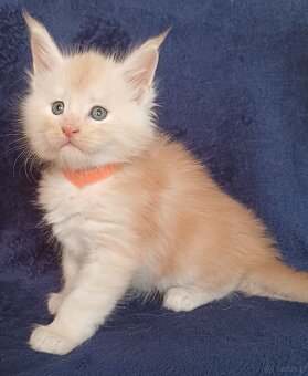 Maine Coon kocurek rodowód fpl - 2