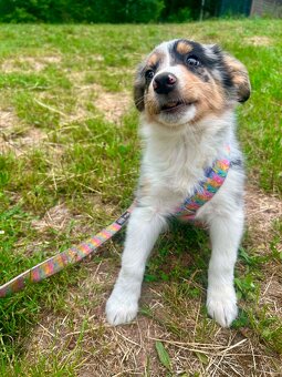 Border collie - 2