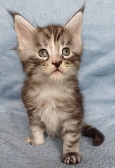 Maine Coon kotka rodowód fpl - 2