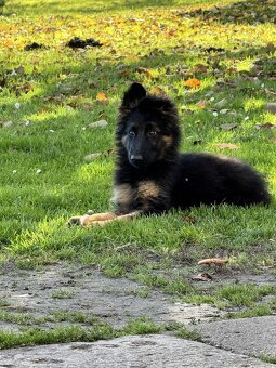 Owczarek niemiecki - 2