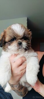 Shih tzu - 2