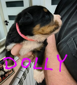 Berneński pies pasterski - 2