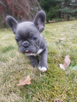 Buldog francuski suczki i pieski - 2