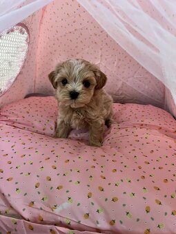 Maltipoo F1 cudne maluszki - 2