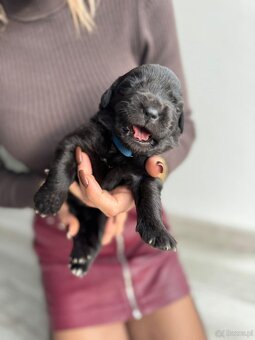 Nowofundland Niufki szczeniaki - 2