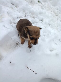 Oddam pieski w dobre ręce - 2