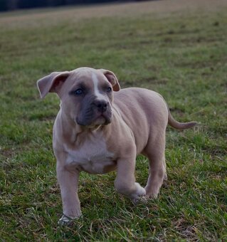 American Bully Standard - 2