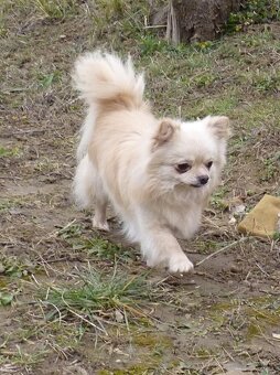 CHIHUAHUA – pies z rodowodem FCI - 2