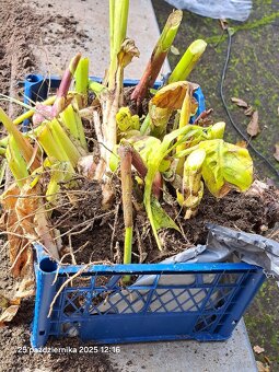 Kanny czerwone świeżo wykopane - 2