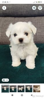 Szczeniaki maltańczyk - 2