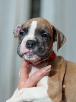 Boxer szczeniak rodowód bokser - 2
