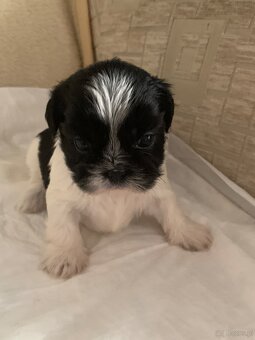 Piękne szczeniaki Shih Tzu o maści Bicolor - 2