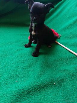 Śliczne suczki CHIHUAHUA - 2