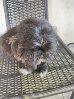 Suczka Shih-tzu - 2