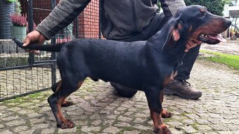 Pies Gończy Słowacki KOPOV ZKwP FCI - 2