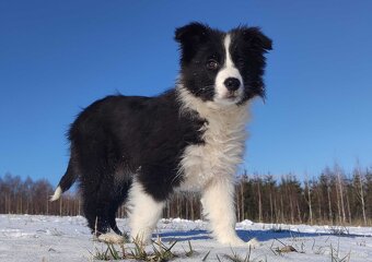 Rasowa suczka BORDER COLLIE z Hodowli, z pełną dok. Rodzice - 2