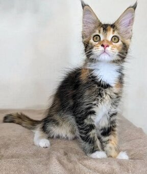 Koty rasy Ragdoll i Maine Coon gotowe na nowe domy - 2