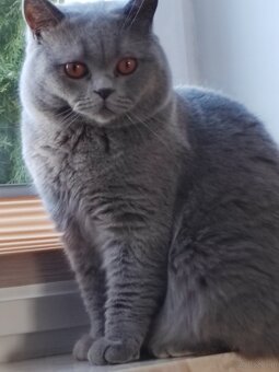 Kocur brytyjski - krycie - 2